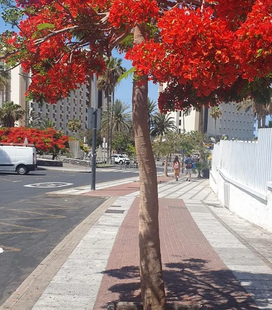 Wonderful White Appartament In Playa Las Americas 플라야데라스아메리카스